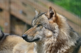 Verden1206BineG_Odin-03