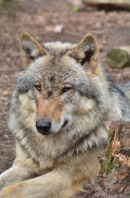 Verden1206BineG_Sirius-14
