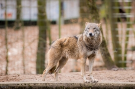 Eberswalde1703BineG_Wolf1-01
