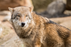 Eberswalde1703BineG_Wolf1-02