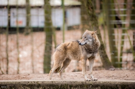Eberswalde1703BineG_Wolf1-06