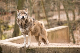 Eberswalde1703BineG_Wolf2-01