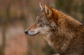 Eurasian Wolves