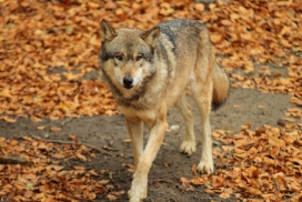 Osnabrueck1211Kati_Inesh-01