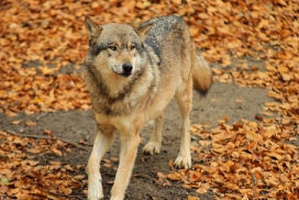 Osnabrueck1211Kati_Inesh-02