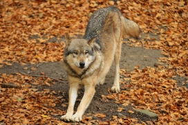 Osnabrueck1211Kati_Inesh-03