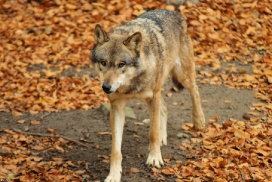 Osnabrueck1211Kati_Inesh-05