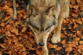 Osnabrueck1211Kati_Inesh-06