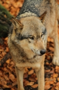 Osnabrueck1211Kati_Inesh-07
