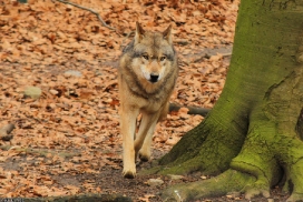 Osnabrueck1302Kati_Inesh-02