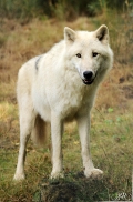 Sas_Auheim1209_Aslan-08