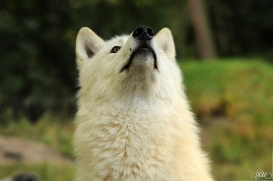 Sas_Auheim1209_Aslan-12