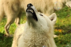 Sas_Auheim1210_Aslan-03
