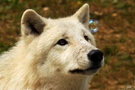 Sas_Auheim1210_Aslan-06