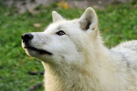 Sas_Auheim1210_Aslan-11