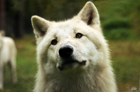 Sas_Auheim1210_Aslan-13