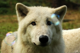 Sas_Auheim1210_Aslan-15