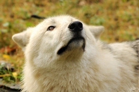 Sas_Auheim1210_Aslan-16