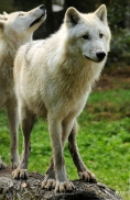 Sas_Auheim1210_Aslan-19