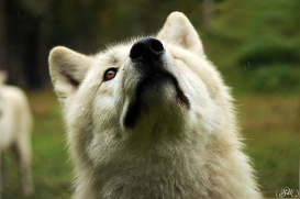 Sas_Auheim1210_Aslan-22