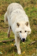 Sas_Auheim1210_Inuq-07