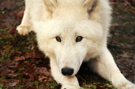 Sas_Auheim1212_Aslan-04
