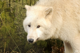 Sas_Auheim1212_Aslan-09