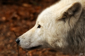 Sas_Auheim1212_Aslan-10
