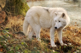 Sas_Auheim1212_Inuq-04