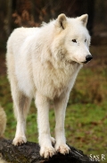 Sas_Auheim1212_Khan-08