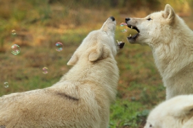 Wolf_Auh1209-All-05