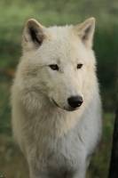 Wolf_Auh1209-Inu-01