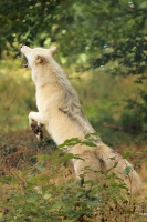 Wolf_Auh1209-Inu-02