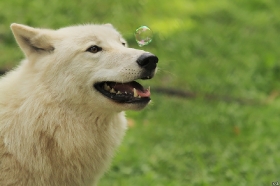 Wolf_Auh1209-Inu-03