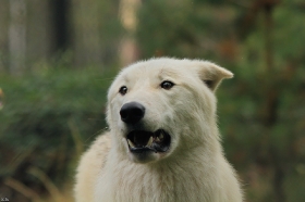 Wolf_Auh1209-Inu-04