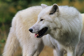 Wolf_Auh1209-Inu-05