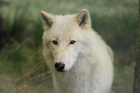 Wolf_Auh1209-Inu-06
