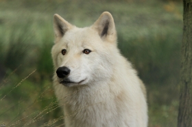 Wolf_Auh1209-Inu-08