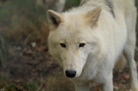 Wolf_Auh1209-Inu-09