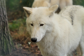 Wolf_Auh1209-Inu-10