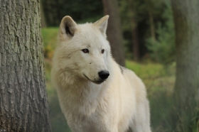 Wolf_Auh1209-Inu-11