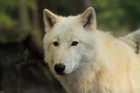 Wolf_Auh1209-Inu-12
