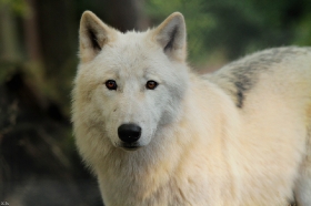 Wolf_Auh1209-Inu-13