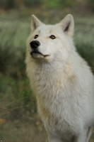 Wolf_Auh1209-Inu-16