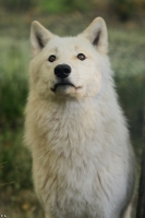 Wolf_Auh1209-Inu-17
