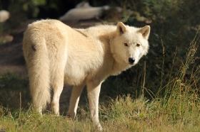 Wolf_Auh1209-Inu-19