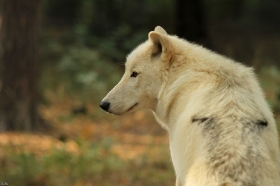 Wolf_Auh1209-Inu-20
