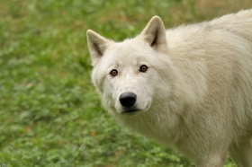 Wolf_Auh1209-Inu-22