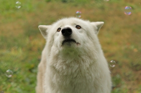 Wolf_Auh1209-Khan-01