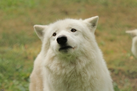 Wolf_Auh1209-Khan-02